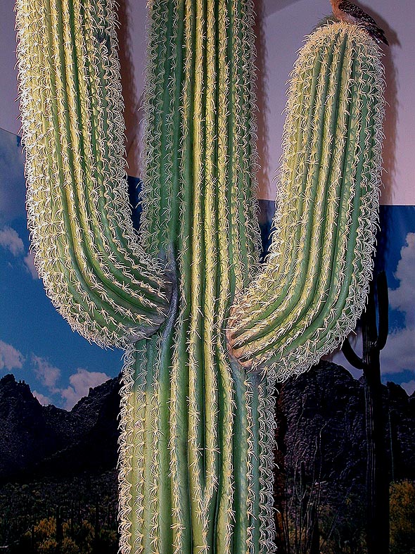 melocactus glaucescens Buy Turk's Cap Cactus | Most Popular Species main image 1