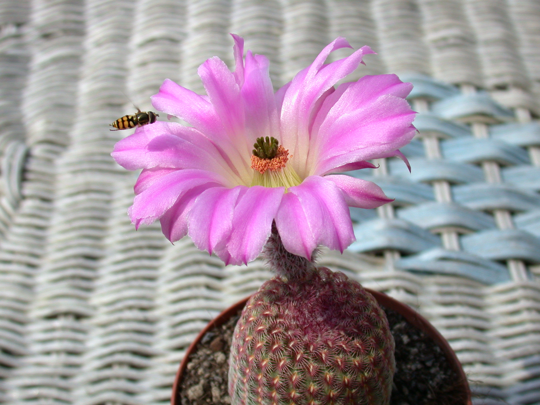 Echinocereus rigidissimus L088 mit einschwebender Schwebfliege