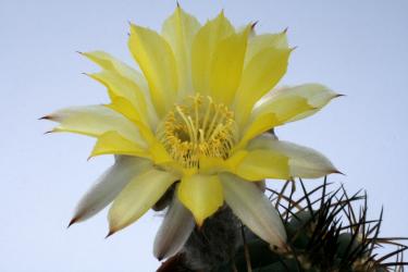 Acanthocalycium glaucum P143 