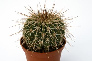 Acanthocalycium klimpelianum 