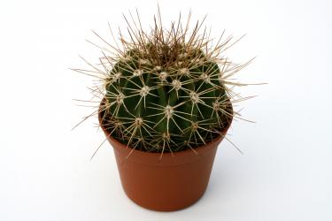 Acanthocalycium spiniflorum B015 Córdoba, ARG, 600m 