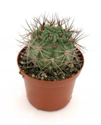 Kakteen Haage | Acanthocalycium | online kaufen