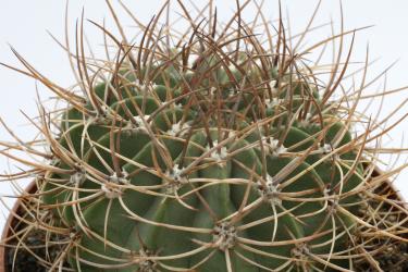 Acanthocalycium violaceum 