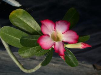 Adenium obesum % Y. 