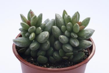 Adromischus clavifolius 