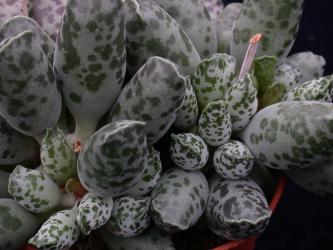 Adromischus cooperi 