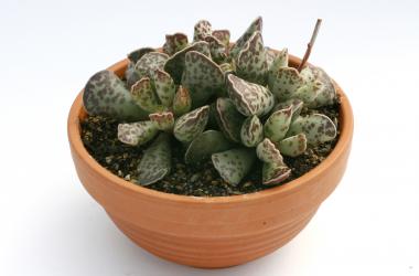 Adromischus cooperi 