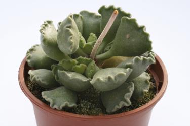 Adromischus cristatus 