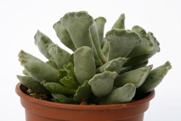Adromischus cristatus Rubra 