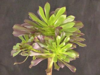 Aeonium arboreum Atropurpureum % 