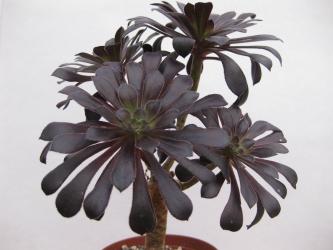 Aeonium arboreum Black Night % 
