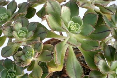 Aeonium haworthii X sedifolium 