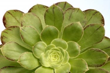 Aeonium holochrysum 