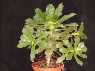 Aeonium leucoblepharum JB1001b n. of Ethiopia, Dilib Pass, Lalibela, 3300m 