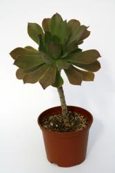 Aeonium leucoblepharum JB1001b n. of Ethiopia, Dilib Pass, Lalibela, 3300m 