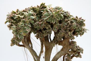 Aeonium percarneum ssp. variegatum f. cristatum 