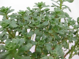 Aeonium saundersii La Gomera, Canary Islands, ESP 