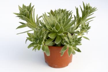 Aeonium simsii Gran Canaria, Canary Islands, ESP 