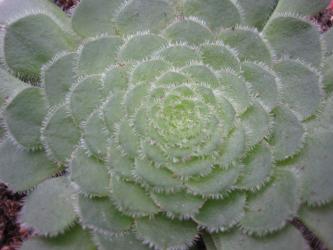 Aeonium tabuliforme Natural Hybrids 