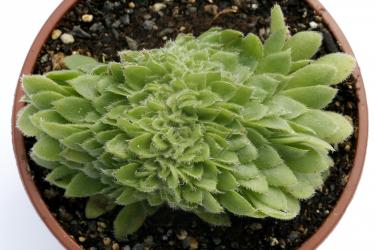 Aeonium tabuliforme f. cristatum 