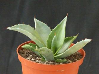 Agave albescens Cuba 