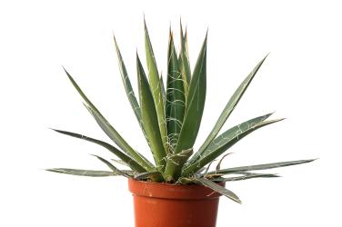 Agave filifera var. schidigera 
