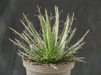 Agave filifera var. schidigera 