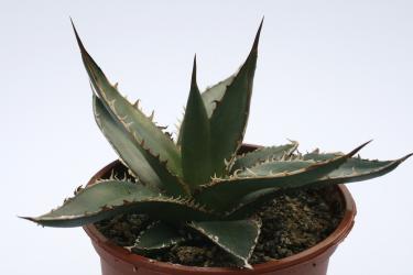 Agave kerchovei 