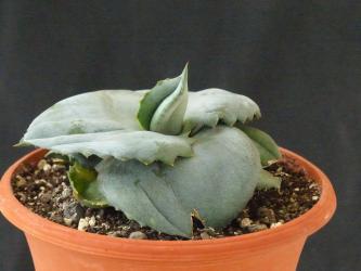 Agave marmorata cv. Papilio Platanoides 