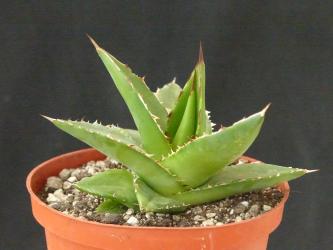 Agave nizandensis Oaxaca, Mexico 