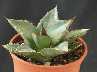 Agave oteroi Oaxaca, MEX 