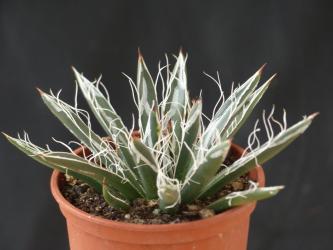 Agave polianthiflora Chihuaua, Sonora, Mex. 