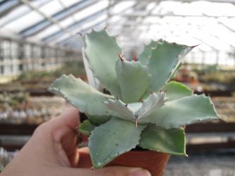 Agave potatorum 