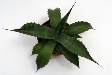 Agave potatorum 