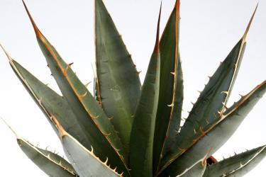 Agave purpusorum 