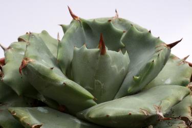 Agave potatorum Shóji Raijin f. variegata~ 