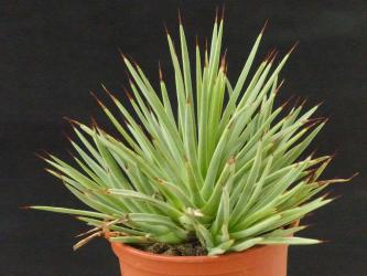 Agave striata f. minima 