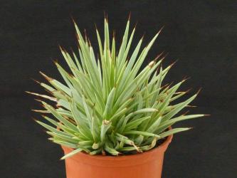 Agave striata v. minima 