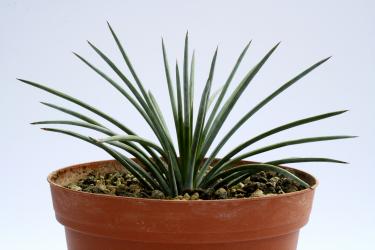Agave stricta v. nana Minas Asbestos, Tam, MEX 