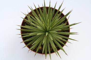Agave stricta v. nana Minas Asbestos, Tam, MEX 