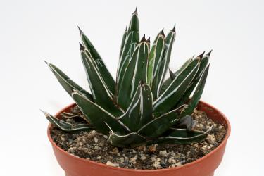 Agave victoriae-reginae 