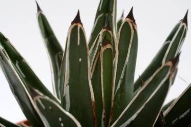 Agave victoriae-reginae 