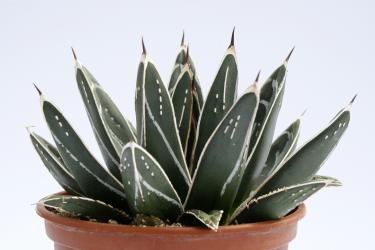 Agave victoriae-reginae f. compacta 