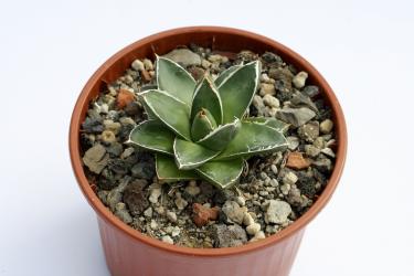 Agave victoriae-reginae Pyramidalis 