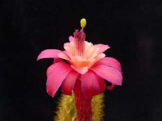 Akersia roseiflora Hybride Weixdorf 