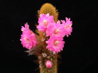 Akersia roseiflora 