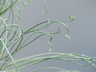 Albuca namaquensis $ 