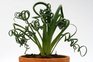 Albuca spiralis RSA 
