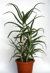 Aloe arborescens % 