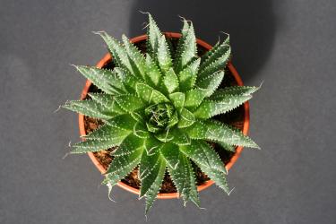 Aloe aristata *3^ 